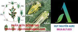 cVòng đời rầy xanh (14 - 21 ngày) Empoasca sp và Rầy xanh Empoasca sp ấu trùng và trưởng thành.